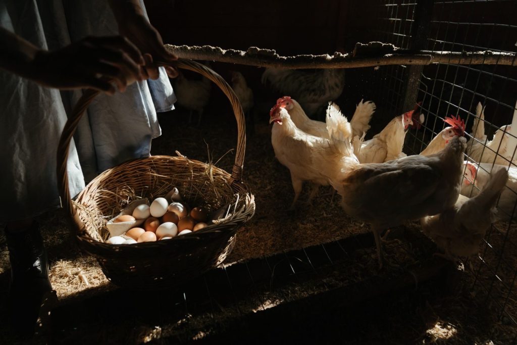 Produits de ponte : les indispensables pour vos poules