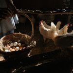 Produits de ponte : les indispensables pour vos poules
