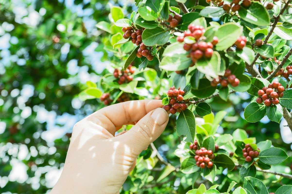 Main cueillant des baies rouges sur un buisson avec feuilles vertes, sous un ciel bleu