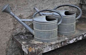 Arrosoirs métalliques usés sur une table en bois près d'un mur en béton