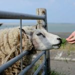mouton