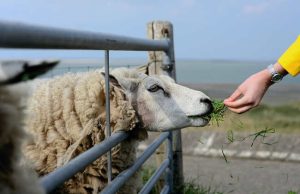 mouton